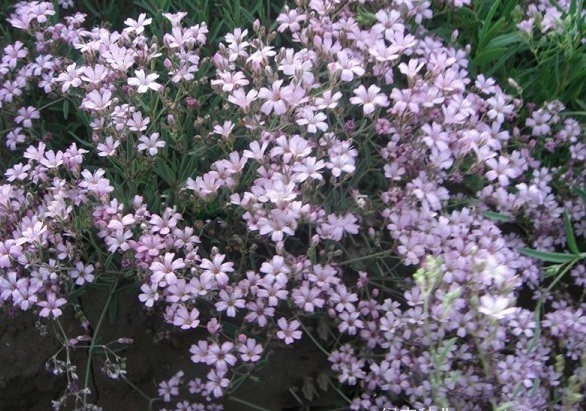 1630239256723449.jpg image.jpg