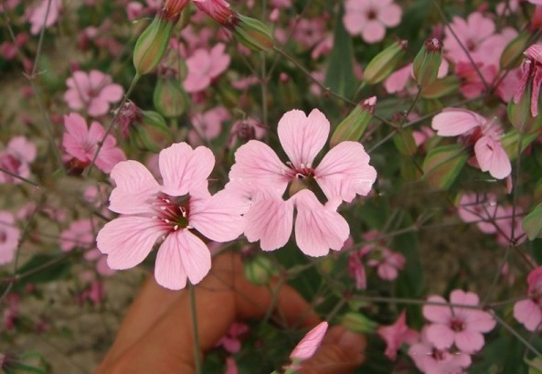 1630239267332210.jpg image.jpg