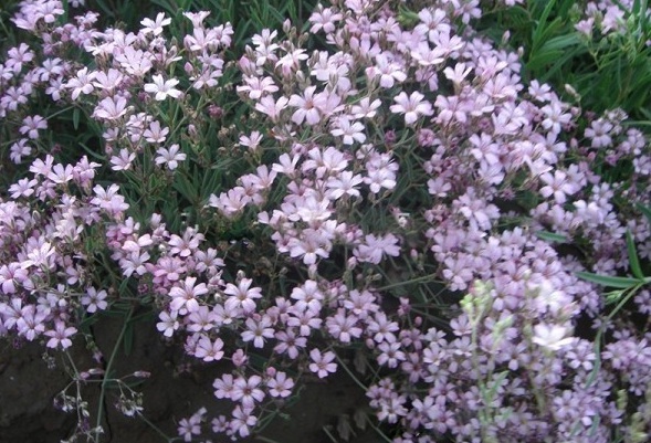 1630239359845458.jpg image.jpg