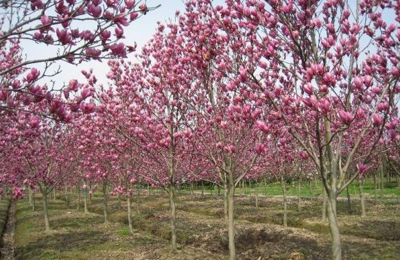 1630239919751320.jpg image.jpg