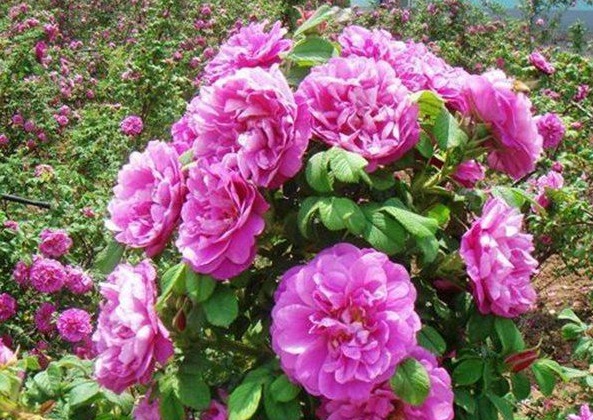 1630240048648019.jpg image.jpg