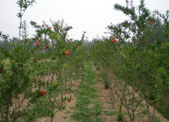 1630240195727461.jpg image.jpg