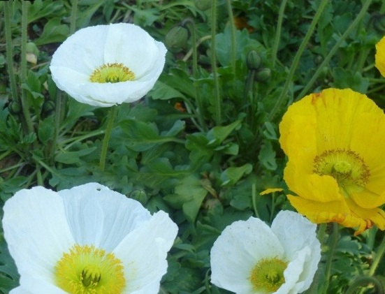 1630242756670250.jpg image.jpg