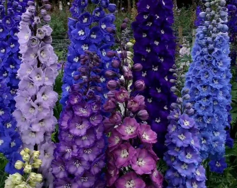 1630247809236578.jpg image.jpg