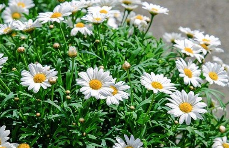 1630250079437349.jpg 雛菊2.jpg