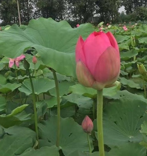 1630291494521720.jpg T%BQ}EZPUI(A}T%8`02)[}P.jpg