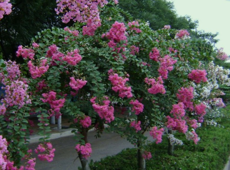 1630335170491364.jpg 滋味333333333333333.jpg