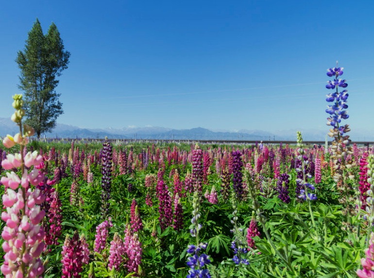 1630335795506556.jpg 魯冰花3.jpg