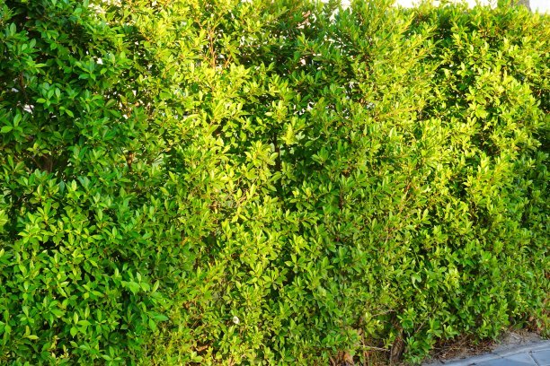 1630381833207885.jpg 6f1d30ff5953898ad2877e269c47c44f_t0198e39338f0305265.jpg