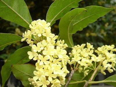 1630382871628177.jpg 1630382871628177.jpg