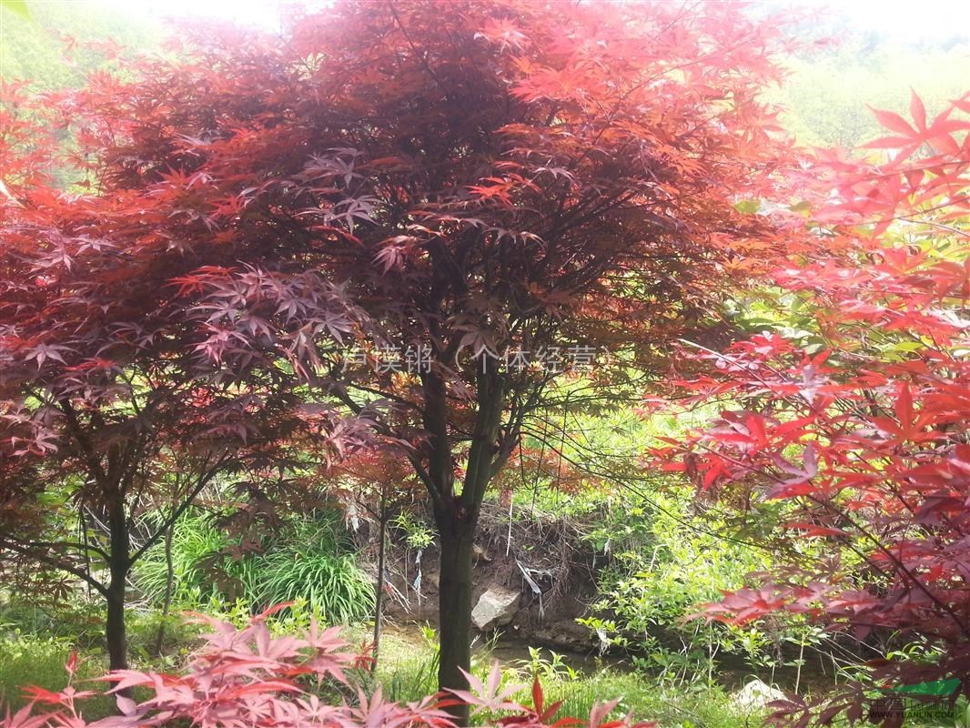 1630392266813874.jpg 1630392266813874.jpg