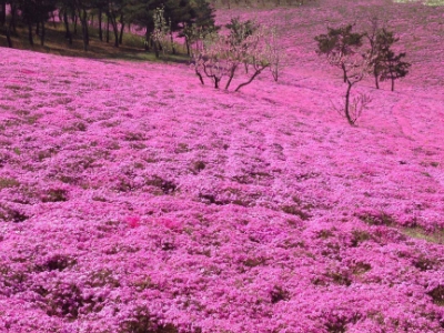 1592806576353245.jpg 3.jpg