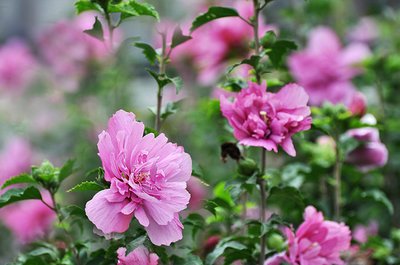 1630393866500370.jpg 1630393866500370.jpg