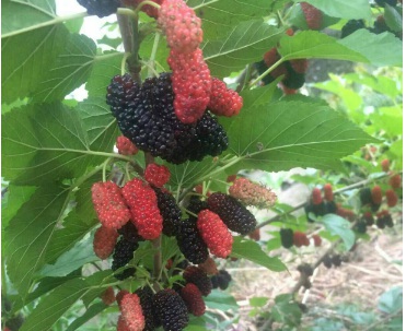 1630416619415924.jpg image.jpg