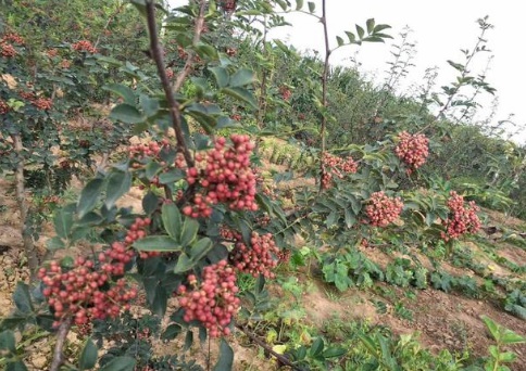 1630417177477297.jpg image.jpg