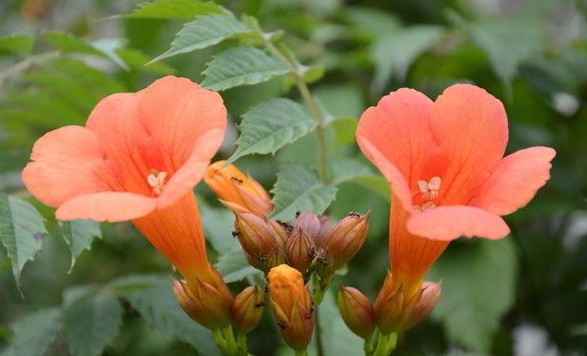 1630470837853572.jpg image.jpg