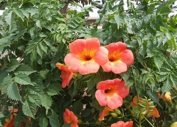 1630470847870173.jpg image.jpg