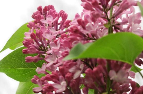 1630471416998795.jpg image.jpg