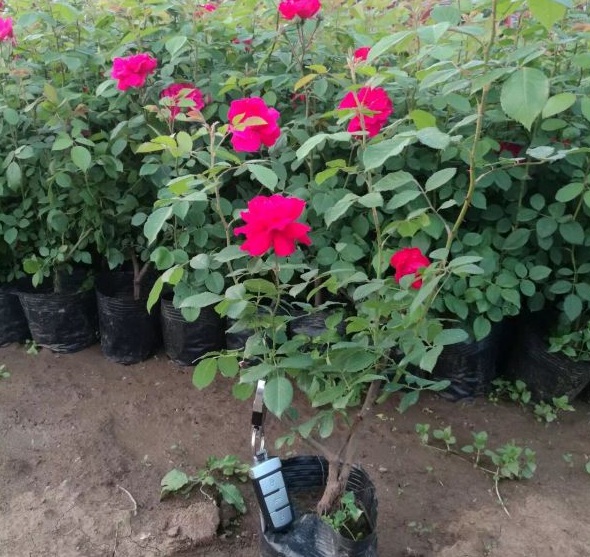 1630471797651919.jpg image.jpg