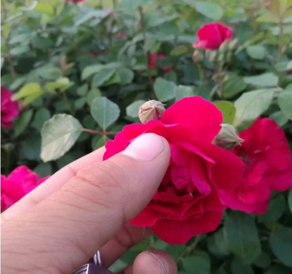 1630471812611189.jpg image.jpg