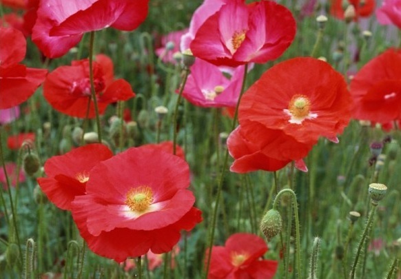 1630472037642693.jpg image.jpg