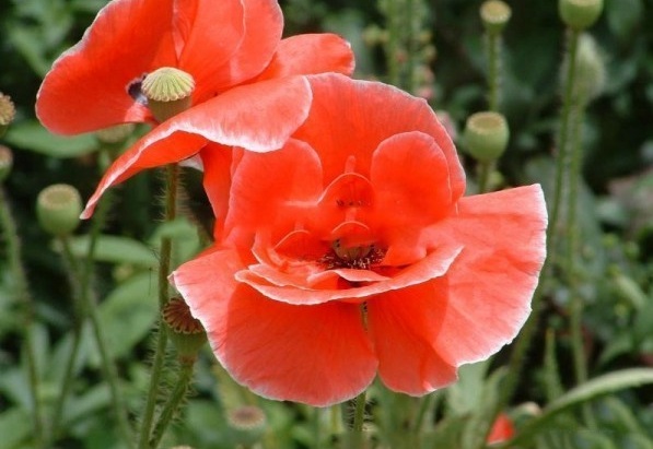 1630472045429998.jpg image.jpg