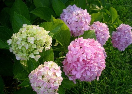 1630472302554310.jpg image.jpg