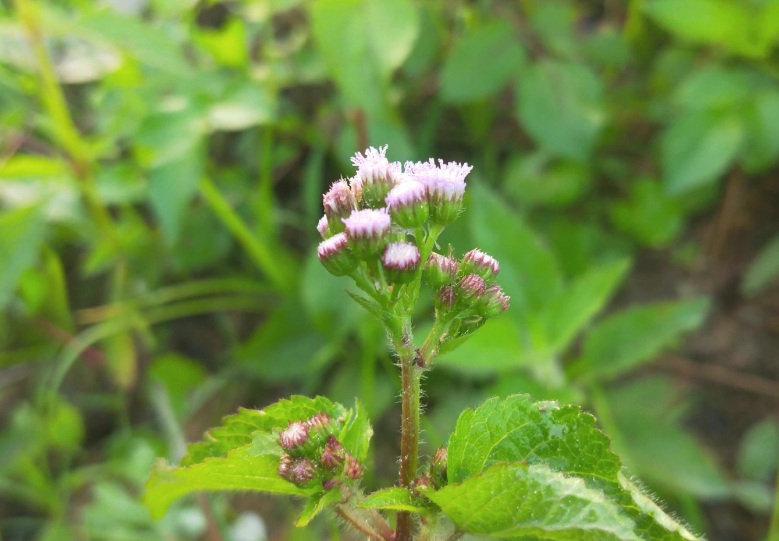 1630474156734260.jpg 藿香2.jpg