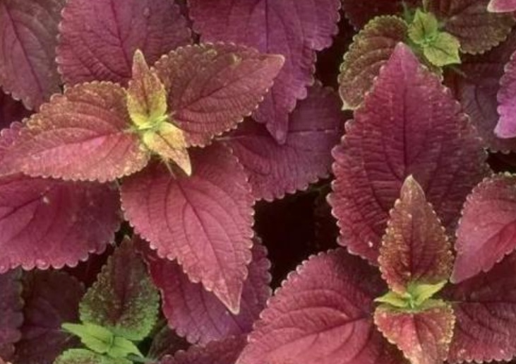 1630477568616729.jpg 紫蘇2.jpg