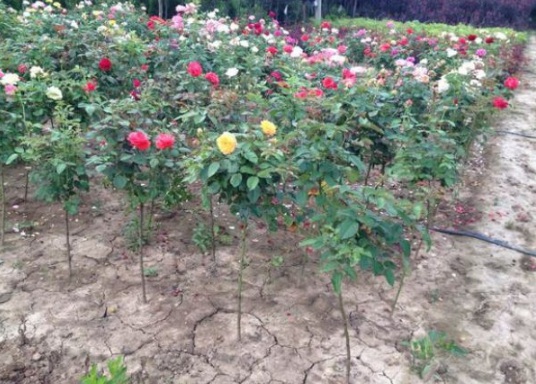 1630481734578141.jpg image.jpg