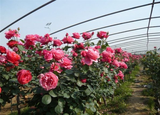 1630482294967743.jpg image.jpg