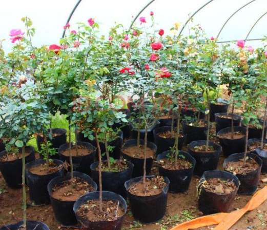 1630482303919169.jpg image.jpg