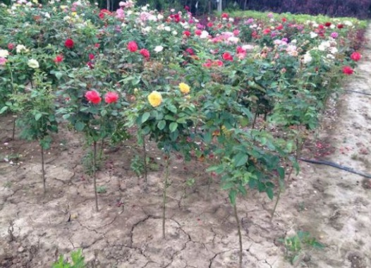 1630482312291278.jpg image.jpg