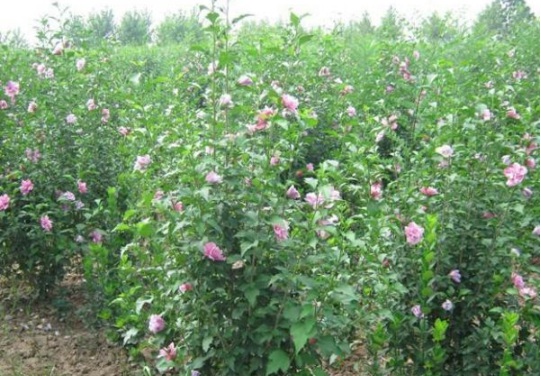 1630482576409753.jpg image.jpg