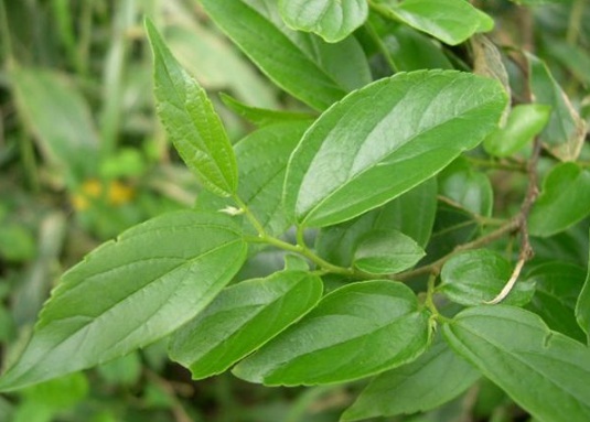 1630482687940494.jpg image.jpg