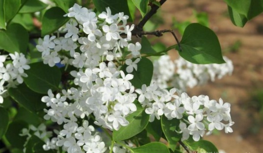 1630483260410354.jpg image.jpg