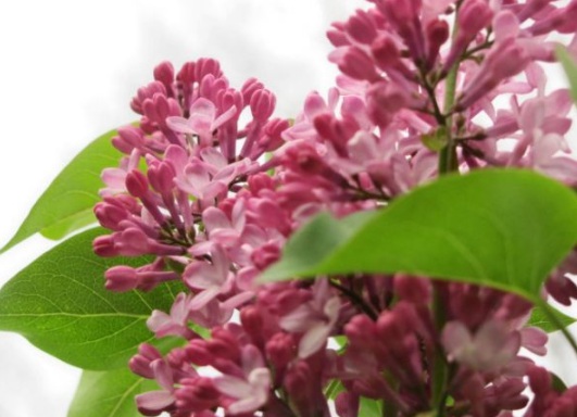 1630483270374751.jpg image.jpg