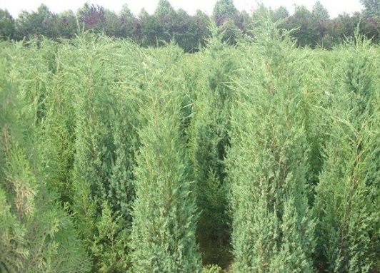 1630483575306716.jpg image.jpg