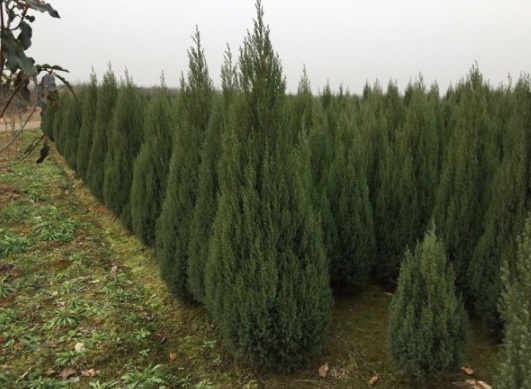 1630483583753911.jpg image.jpg