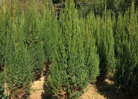 1630483592768959.jpg image.jpg