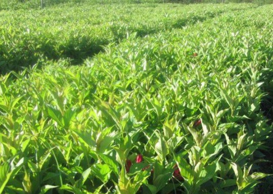 1630483656650496.jpg image.jpg