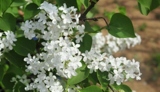 1630483713672325.jpg image.jpg