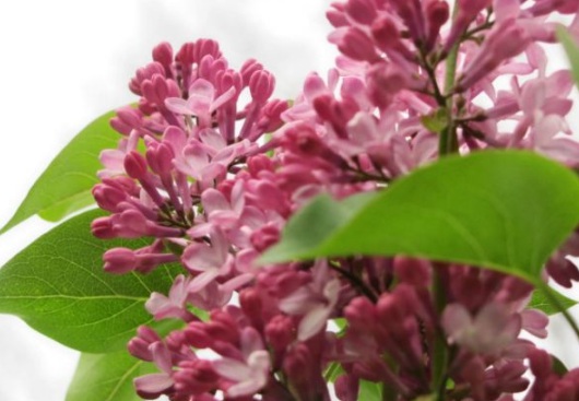 1630483723260852.jpg image.jpg