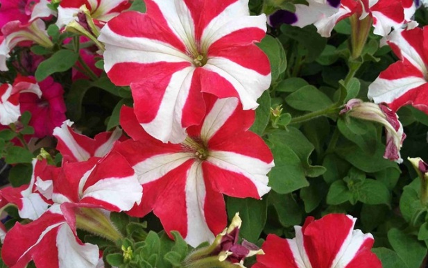 1630498346771057.jpg image.jpg