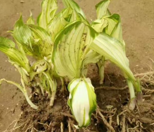 1630498488261718.jpg image.jpg