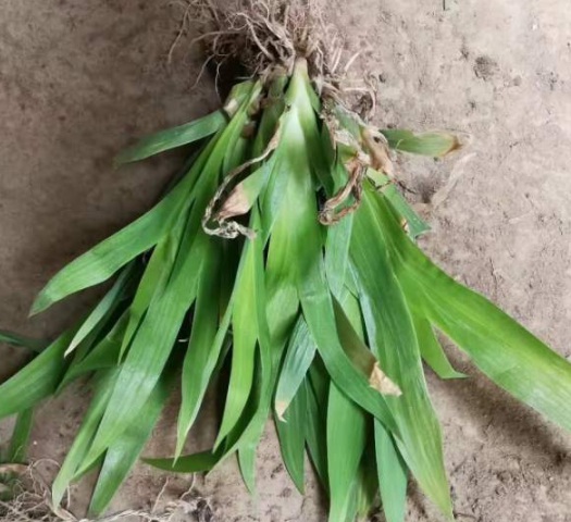 1630498559995603.jpg image.jpg