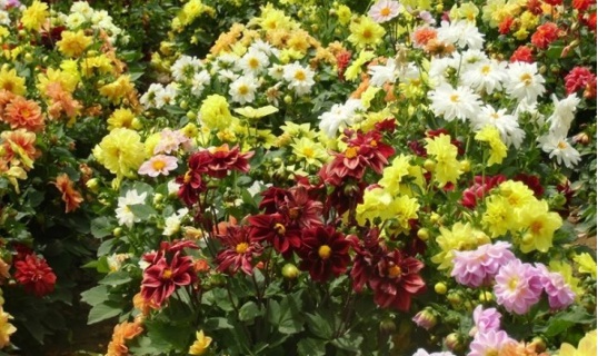 1630500188857553.jpg image.jpg