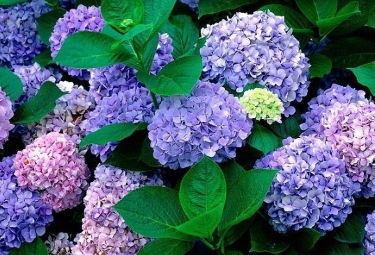 1630500494325613.jpg image.jpg