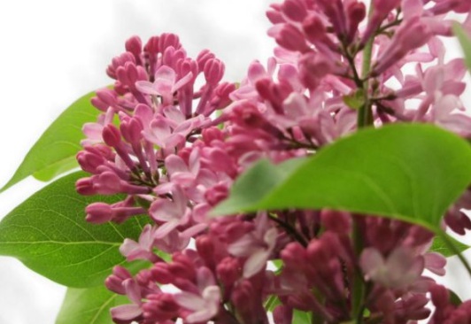 1630501078410475.jpg image.jpg