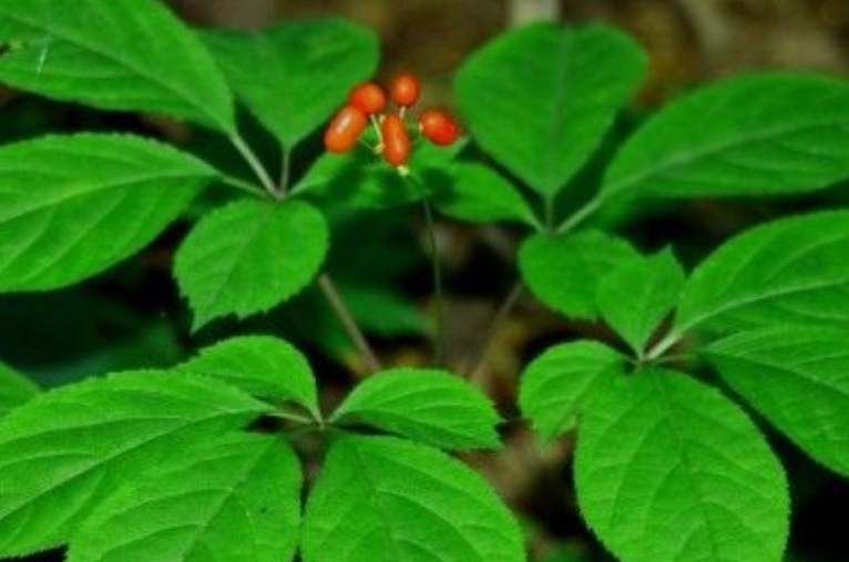 1630509330673626.jpg 人參1.jpg